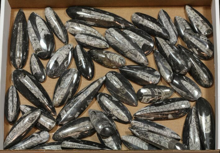 Polished Orthoceras Fossils Wholesale Lot - Pieces #59970